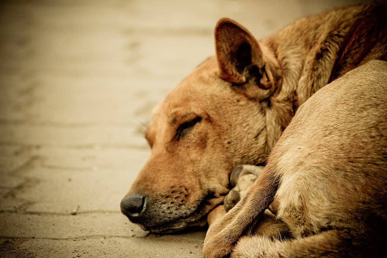 Floodwater entered the shelter. Help Vikas save 130 stray animals