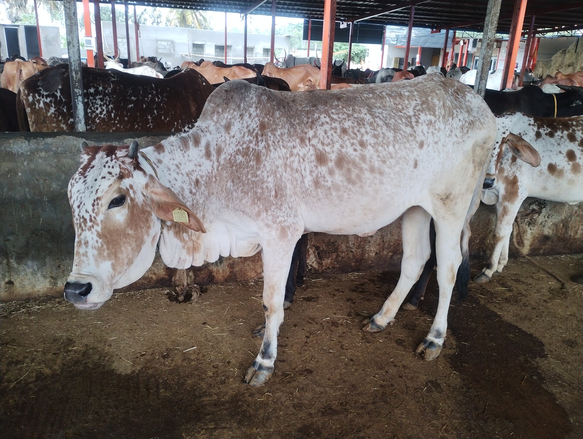 Help Wazir Chand care for 300 cows who depend on him